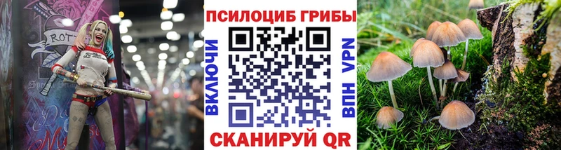Купить  Пласт  Галлюциногенные грибы Psilocybe 